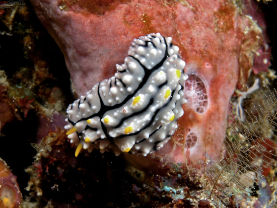  Phyllidia elegans (Sea Slug)